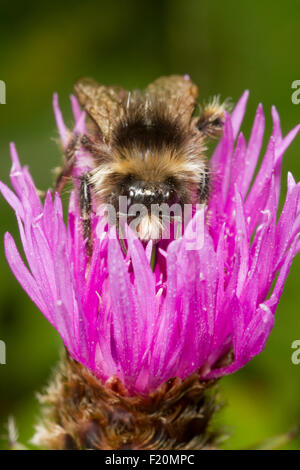 Buff-tailed Hummel (Bombus Terrestris) ernähren sich von Creeping Thistle (Cirsium Arvense) Stockfoto