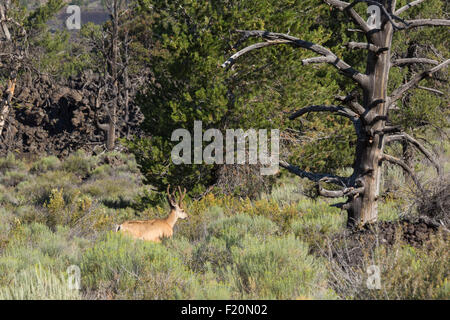 Arco, Idaho - Maultier-Rotwild im Krater des Moon National Monument. Stockfoto