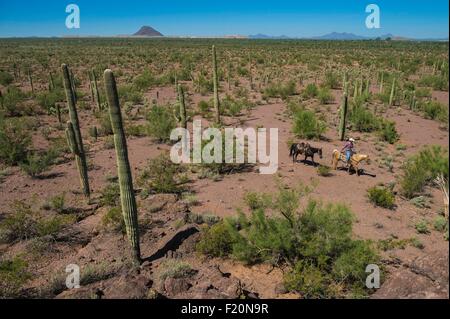 USA, Arizona, Tucson, White Stallion Ranch, Reiten in der Wüste Stockfoto