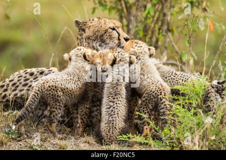 Kenia, Masai Mara Game reserve, Gepard (Acinonyx Jubatus), weiblichen und jungen 8/9 Wochen alt, nach dem Regen Stockfoto