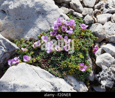 Saxifraga oppositifolia L. Sassifraga a foglie opposte. In den Bergen, Kalkfelsen. Italienische Alpen. Europa. Stockfoto