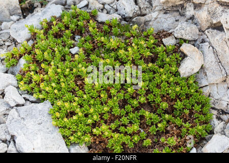 Saxifraga Sedoides. Sassifraga Setolosa. Stockfoto