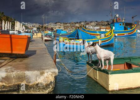 Malta, Marsaxlokk, Hunde in einem traditionellen Fischerdorf Boot in einem Fischerhafen Stockfoto