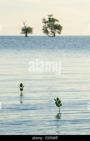 Indonesien, kleinen Sunda-Inseln, Alor Island, Deere Strand, junge Mangrovenbäume wachsen mitten im Wasser Stockfoto