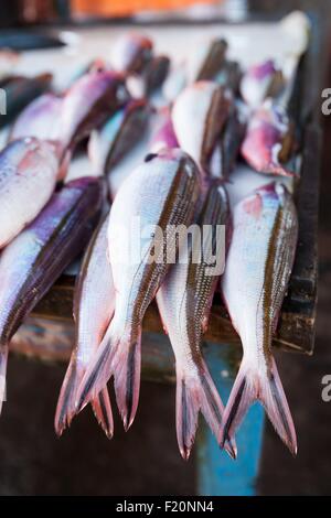 Indonesien, kleinen Sunda-Inseln, Kalabahi, Alor Island Fische in Kalabahi Markt Stockfoto