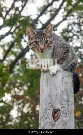 Katze auf post Stockfoto