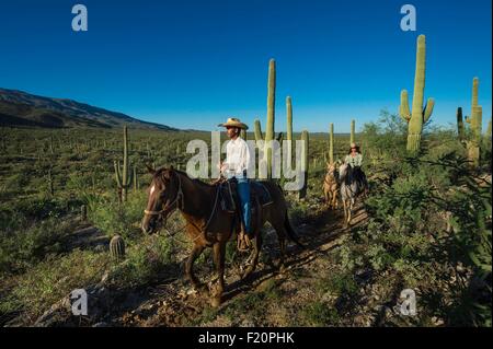 USA, Arizona, Tucson, Tanque Verde Ranch, Sanguaro-Nationalpark, Pferd Wanderung Stockfoto