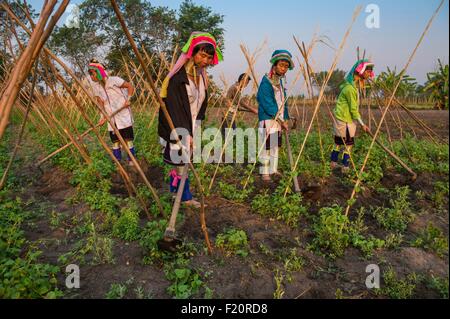 Myanmar (Burma), Kayah-Staat, Kayan Stamm, Loikaw Area, Kon Ta, Frauen aus Kayan Stamm (Padaung) Giraffe Frauen arbeiten in einem Bohnen-Feld namens Stockfoto