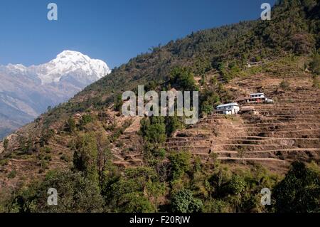 Nepal, Gandaki, Annapurna Region, beherbergt Nepalesen auf dem Berg zwischen Landruk und Tolka Dörfer, Annapurna South im Hintergrund Stockfoto