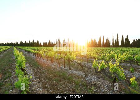 Frankreich, Vaucluse, Serignan du Comtat, Reben, AOC Côtes du Rhône Stockfoto