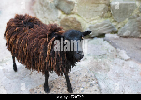 Schwarze Schafe mit braune Dreadlocks Blick in die Kamera und auf Stein Hintergrund stehend Stockfoto