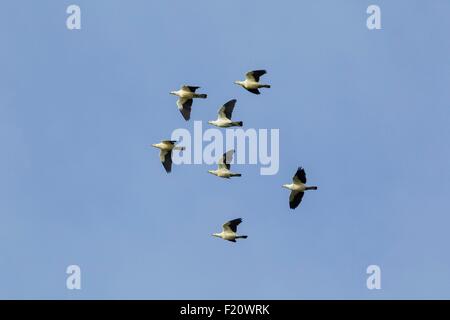 Indonesien, Maluku Provinz, East Seram Koon Island, Gruppe von Pied Imperial-Tauben (Ducula bicolor) Stockfoto