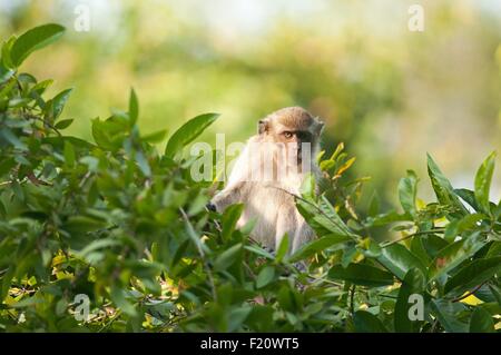 Thailand, Crab-eating Makaken, Long-tailed Macaque (Macaca Fascicularis) Stockfoto