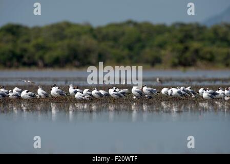 Thailand, braun-headed Gull (Chroicocephalus Brunnicephalus) Stockfoto
