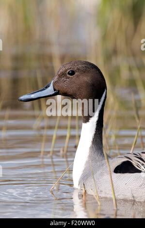 Gemeinsamen Pintail (Anas Acuta), Portrait Stockfoto