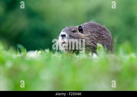 Nutrias, Nutria (Biber brummeln), junge Stockfoto