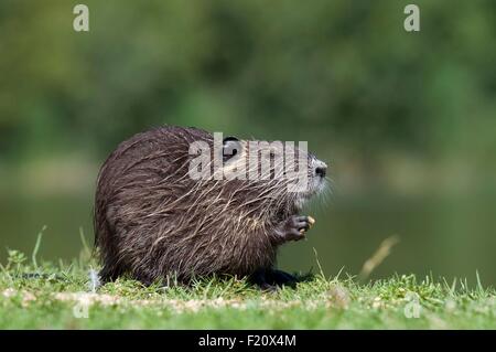 Nutrias, Nutria (Biber brummeln), junge Stockfoto