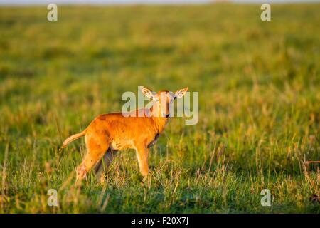 Kenia, Masai Mara Wildreservat, Topi (Damaliscus Korrigum), Neugeborene Stockfoto