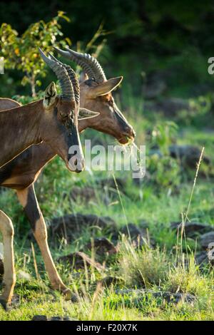 Kenia, Masai Mara Wildreservat, Topi (Damaliscus Korrigum), Männchen Stockfoto