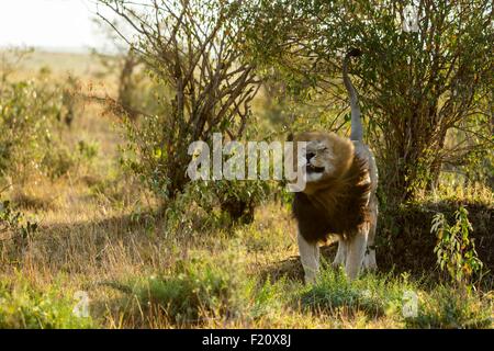 Kenia, Masai Mara Wildreservat, Löwe (Panthera Leo), Männlich, kennzeichnen das Gebiet Stockfoto