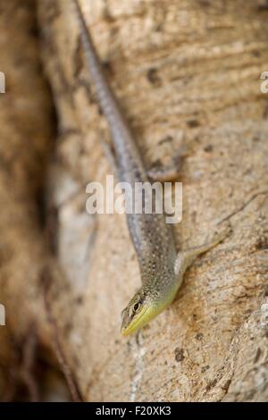 Indonesien, kleinen Sunda-Inseln, Alor Archipel, Kangge Insel, Frau Trocknen der Fische in der Mitte von Algen Kappaphycus SP für Carrageen DryingSkink Eidechse in Alor, Kangge Insel Nusa Tenggara Timor, Indonesien. Stockfoto