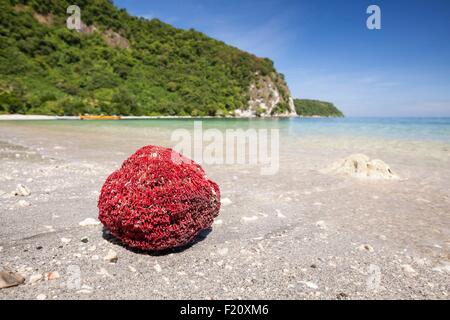 Indonesien, kleinen Sunda-Inseln, Alor Island, Batu Putih Strand (weißen Stein) rote Weichkorallen auf dem sand Stockfoto