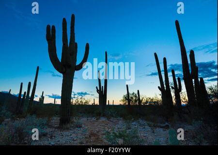USA, Arizona, Tucson, Tanque Verde Ranch, Kaktus Stockfoto
