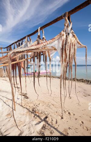 Indonesien, Maluku Provinz, East Seram Koon Island, Oktopus, Trocknung Stockfoto