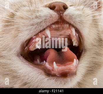 Das kleine Kätzchen miauen, auf grauem Hintergrund, Closeup Maulkorb Stockfoto