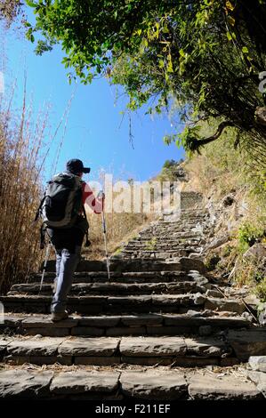 Nepal, Gandaki, Annapurna Region, Frau Trekker klettern die Treppe entlang der Bergweg hinauf zwischen Bambus und Sinuwa Dörfer Stockfoto