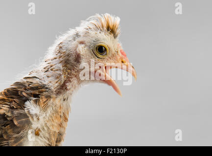 ein Jugendlicher comose Küken stehen auf grauem Hintergrund Stockfoto