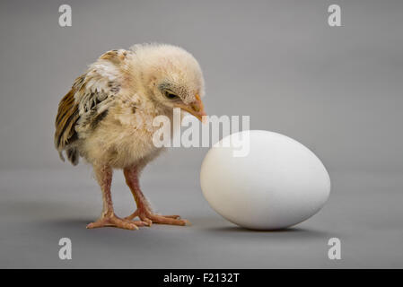 kleine Küken und weißes Ei auf grauem Hintergrund Stockfoto