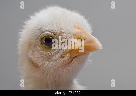 Kopf Küken nah oben Blick Blick auf Kamera Stockfoto