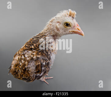 ein Jugendlicher comose Küken stehen auf grauem Hintergrund Stockfoto