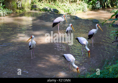 Mehreren Yellow-billed Störche im flachen Wasser stehend Stockfoto