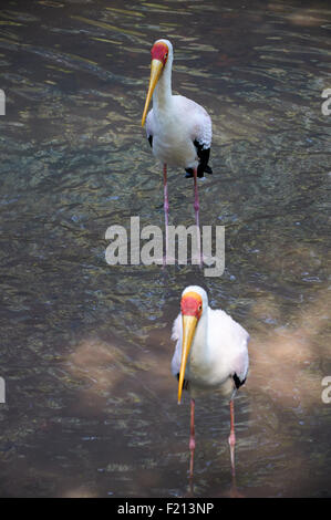 Zwei gelb-billed Störche im flachen Wasser stehend Stockfoto