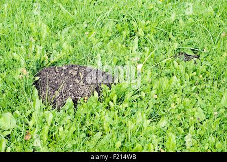 Maulwurf Hügel im Feld, grüne frische Gräser Hintergrund Stockfoto