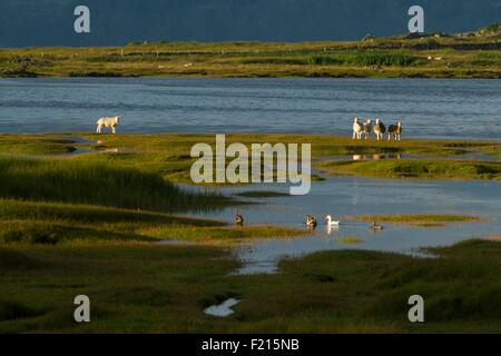 Großbritannien, Schottland, Ardnamurchan Halbinsel, Kilchoan Bay, Schafe und Enten auf dem Landstrich Stockfoto