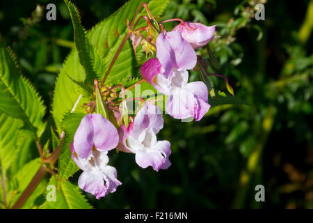 Drüsige Springkraut (Impatiens Glandulifera) in Blüte, Großbritannien Stockfoto