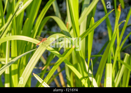 Eine rote Libelle steht auf einem Typha Latifolia Blatt nahe am Wasser unter die warme Sommersonne Stockfoto