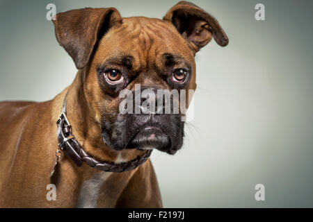Boxer Hund mit ernsten Ausdruck im Studio. Stockfoto
