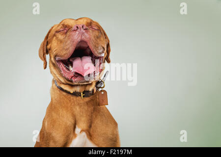 Französische Dogge in Studio Lachen und gerichtete Kamera. Stockfoto