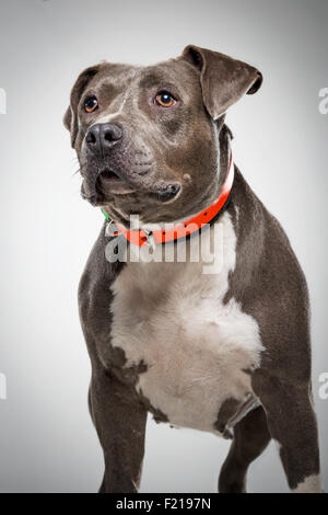 Graue Bull Terrier Hund im Studio wegsehen. Stockfoto