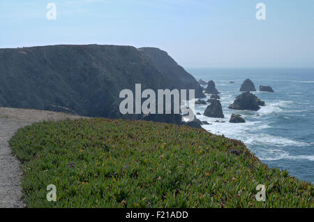 Klippen über der Bucht an der Bodega Head von Kalifornien pazifische Küste und Meer Fig Bodendecker Stockfoto