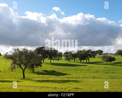 Alentejo Landschaft mit grünen Wiesen und Olivenbäumen unter der blauen wky Stockfoto