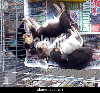 3 Welpen schlafen in einem kleinen Käfig Stockfoto