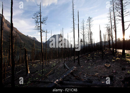 St. Maria, Montana, USA. 30. August 2015. 02.09.2015. Verkohlte Baumstämme stehen bleiben und Grünpflanzen treten einen Monat nach der Reynolds-Creek-Feuer einen großen Teil des Waldes um Grizzly Punkt im Glacier Nationalpark in Montana zerstörte. © Ralph Lauer/ZUMA Draht/Alamy Live-Nachrichten Stockfoto