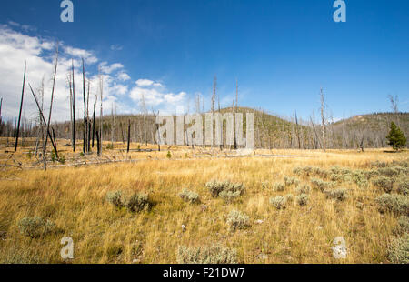 Landschaft des Regrowth der Yellowstone-Nationalpark Waldbrand. Stockfoto