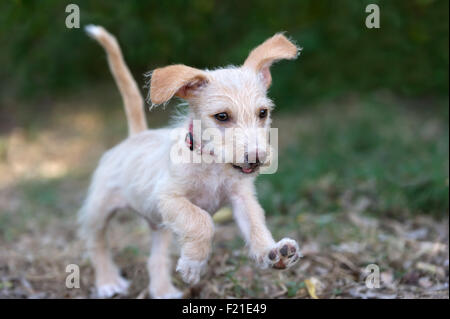 Niedlichen Hund laufen ist eine entzückende springenden Hund laufen und spielen im Freien mit viel Spaß. Stockfoto