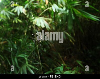 Die nördlichen Golden Orb Weaver oder riesige Golden Orb Weaver (Nephila Pilipes) ist eine Art von golden Orb-Web-Spider. Stockfoto